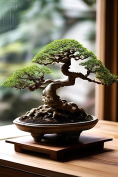 a bonsai tree sitting on top of a wooden table