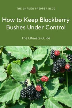 berries growing on the bush with text overlay how to keep blackberry bushes under control