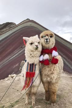 two llamas standing next to each other in the desert