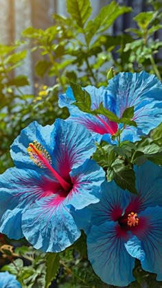 two blue flowers with red stamens and green leaves in front of a building