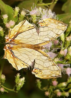 two yellow butterflies sitting on top of a flower