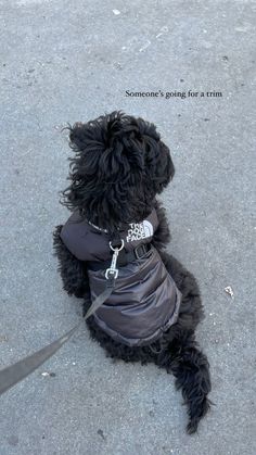 a small black dog wearing a coat and leash