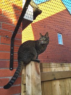 a cat sitting on top of a wooden post in front of a netted roof