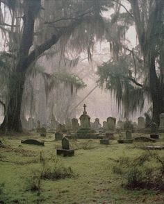 a cemetery with moss growing on the ground and trees covered in spanish moss, surrounded by fog