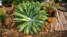 a large green plant sitting on top of a pile of rocks