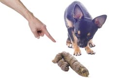 a person pointing at a small dog in the air next to two raw carrots