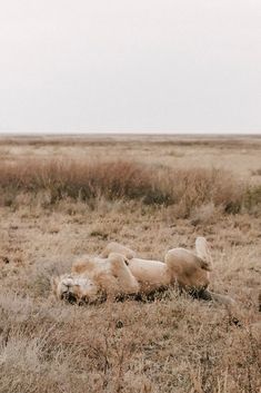 an animal that is laying down in the grass