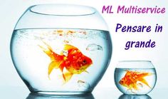 there is a goldfish in an aquarium with the caption'm multiservice pensare in grande '