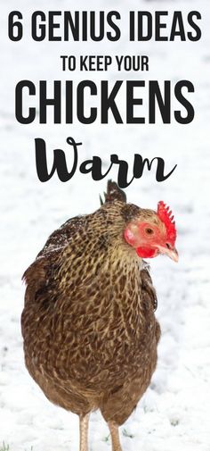 a chicken standing in the snow with text overlay reading 6 genius ideas to keep your chickens warm