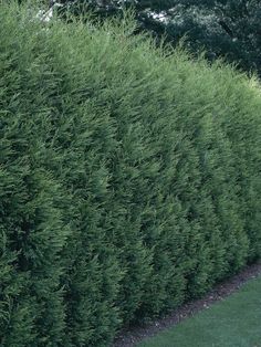 a tall green hedge next to a park bench