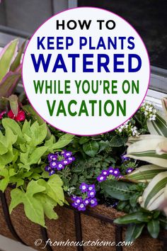 Container Watering: How To Keep Outdoor Planters Watered While You're On Vacation Plant Watering System, Diy Container Gardening, Automatic Watering System, Water Timer, Watering System, Backyard Lighting, Evergreen Plants