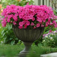 pink petunias in a large pot on the ground