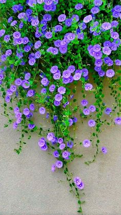 purple flowers growing out of the ground next to green leaves and stems on a wall