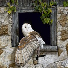 an owl sitting on the ledge of a window