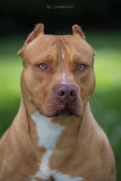 a brown and white pitbull dog looking at the camera