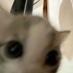 a blurry photo of a cat's face and hairdryer in the foreground