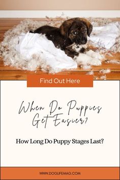 a puppy laying on top of a pile of white fur with the words, when do puppies get faster? how long do puppy stages last?