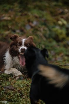 two dogs playing with each other in the grass and one dog has its mouth open