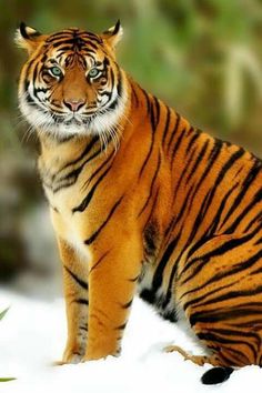 a tiger sitting in the snow looking at something