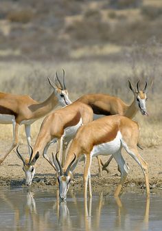 four gazelle drinking water from a pond in the desert, while another deer looks on