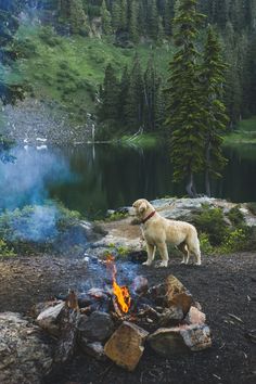 a dog standing next to a fire in the woods