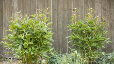 two green plants are next to each other in front of a wooden fence and some bushes