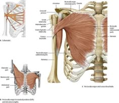 the muscles are labeled in this diagram