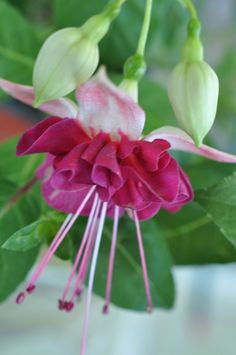 pink and white flower with green leaves in the background