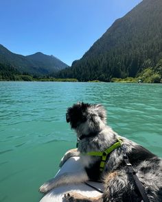 a dog is sitting on the back of a boat in the water with mountains in the background