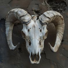 an animal skull mounted on the side of a wall with long horns and large curled horns