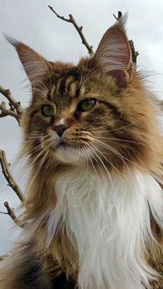 a long haired cat sitting on top of a tree branch looking at the camera with green eyes