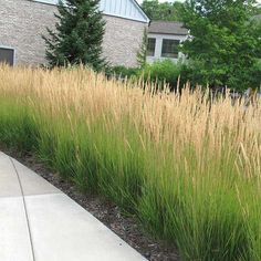 tall grass in front of a house with trees and bushes on the side walk area