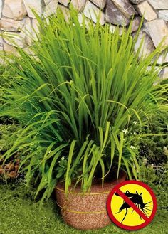 a potted plant with grass in it and a no mosquito sign on the ground