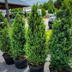 three potted plants in front of a parking lot with cars parked behind them on gravel