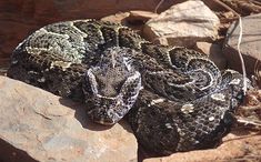 a snake is curled up on some rocks in the sun, with it's eyes closed