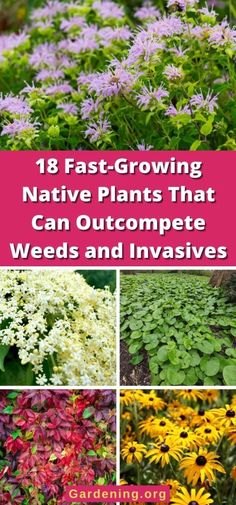 Native Plant Combinations, Meadow Scaping, Native Plant Garden, Native Plant Landscape, Plant Landscape, Bonsai Techniques, Floral Meadow, Native Plant Gardening, Backyard Flowers