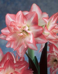 pink and white flowers are in a vase