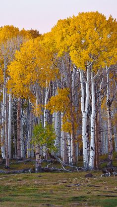 a grove of trees with yellow leaves on them