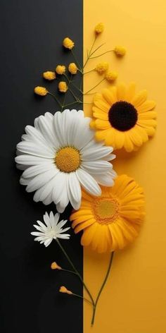 three daisies and yellow flowers on a black and yellow background