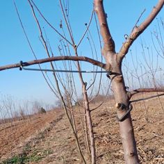 a bare tree in the middle of a field with no leaves on it's branches