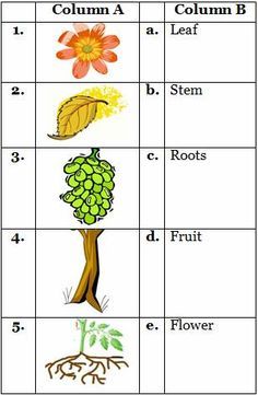 four different types of plants and their roots are shown in this worksheet for kids