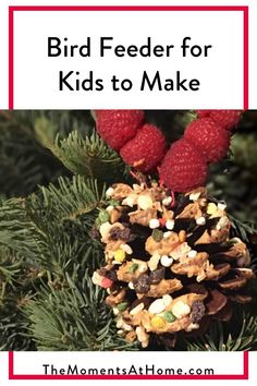 bird feeder for kids to make with pine cones and raspberries