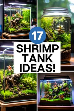 several different types of fish tanks with the words shrimp tank ideas