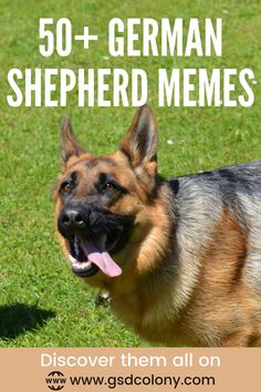 German Shepherd Memes - GSD Colony Funny German Shepherd Quotes, German Shepherd Humor, Gsd Funny, Shepherd Quotes, German Shepherd Quotes, German Shepherd Videos