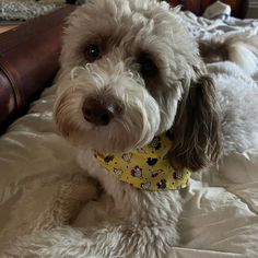 a small dog wearing a yellow bandana on top of a bed