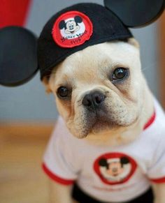 a small dog wearing a mickey mouse hat and t - shirt with ears on it's head