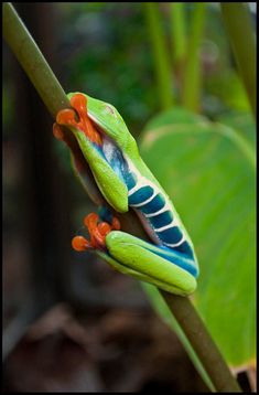 a green and blue frog sitting on top of a leaf