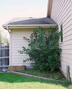 a small tree in front of a house with grass on the ground and bushes growing next to it