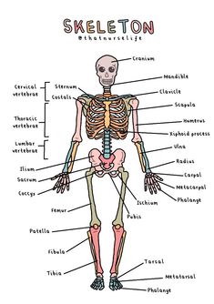 the skeletal skeleton is shown with labels for each organ and its major parts, including the bones