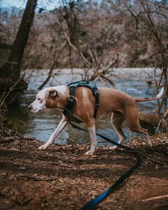 a brown and white dog walking across a forest next to a river on a leash